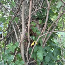 Tree-Removal-with-Bee-Hive-in-Stevensville-MD 14